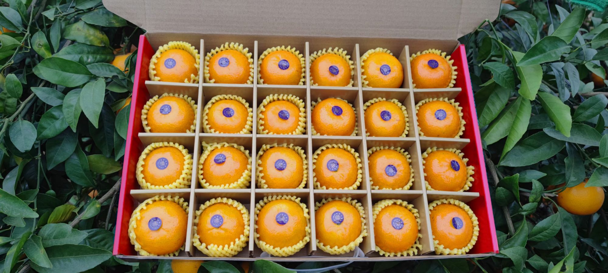 华南农业139期:《钟山贡柑·礼品装!》