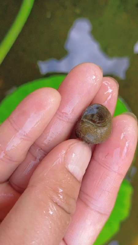 小时候经常到水田里捞田螺来煮了吃现在种水稻的人家少了螺蛳也少见了