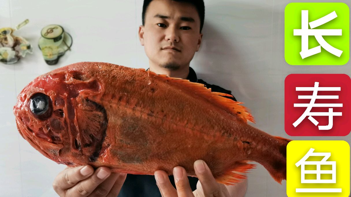 130买了3斤西班牙长寿鱼,听说他已100多岁了,肉质堪比18岁小姑娘