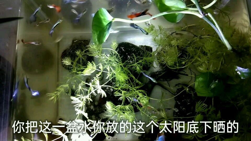 观赏鱼缸怎么养成绿藻缸,不用任何辅助药物,一盆水就可以