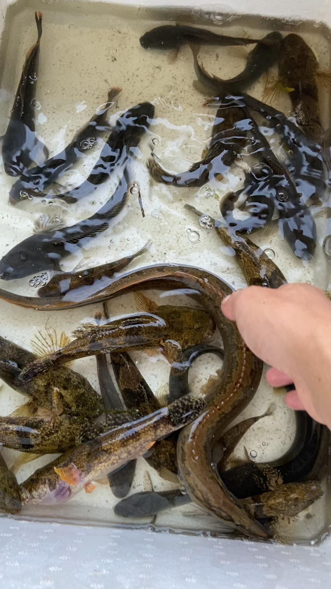 中华刺鳅鱼养殖技术图片