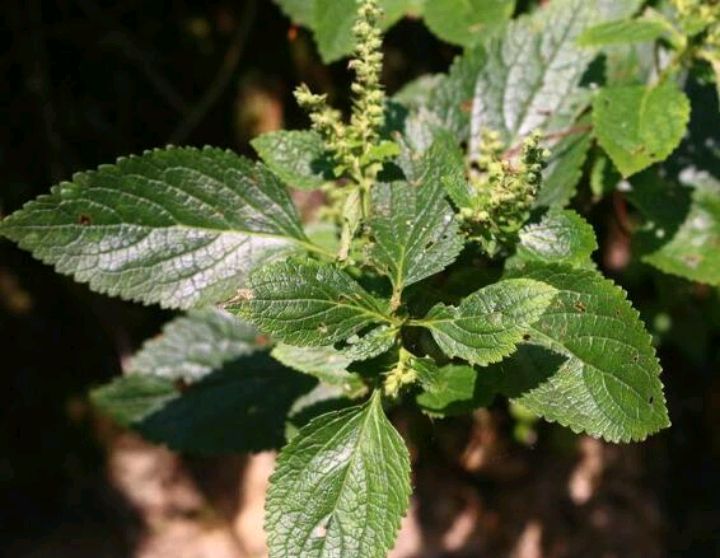 血见愁是一种什么样的植物?