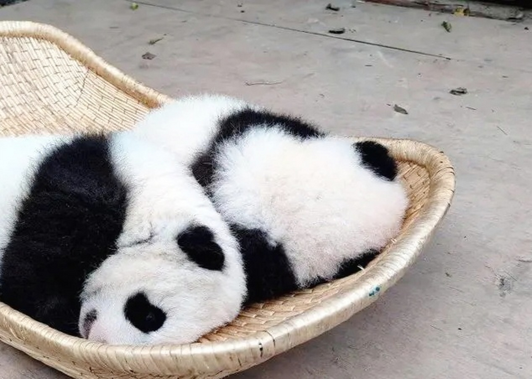 两只熊猫乖乖,吃喝玩乐都在一起,形影不离.#动物趣图