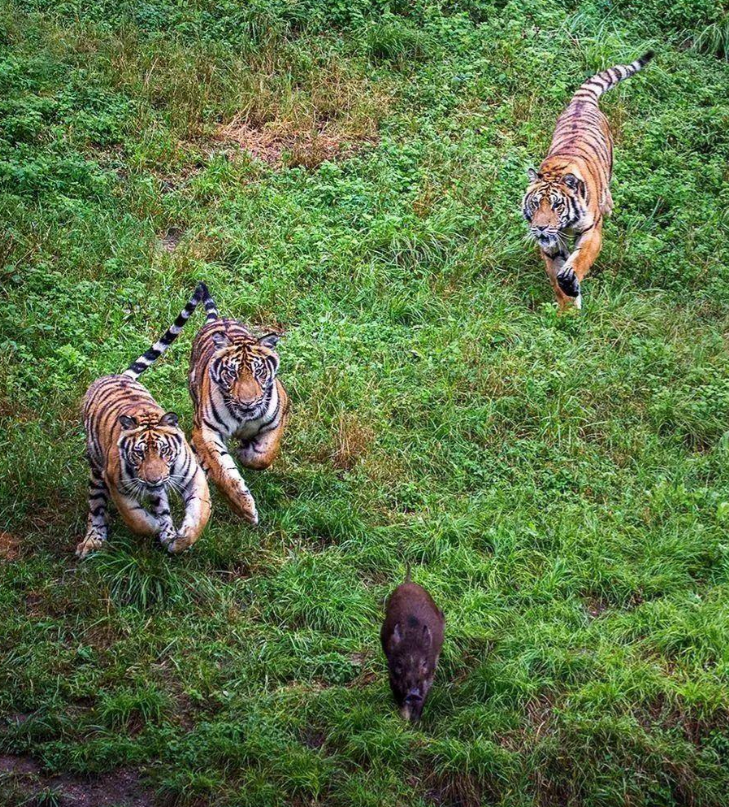 村民:浙江临海山上惊现多只"老虎"!野生华南虎?真相是什么?