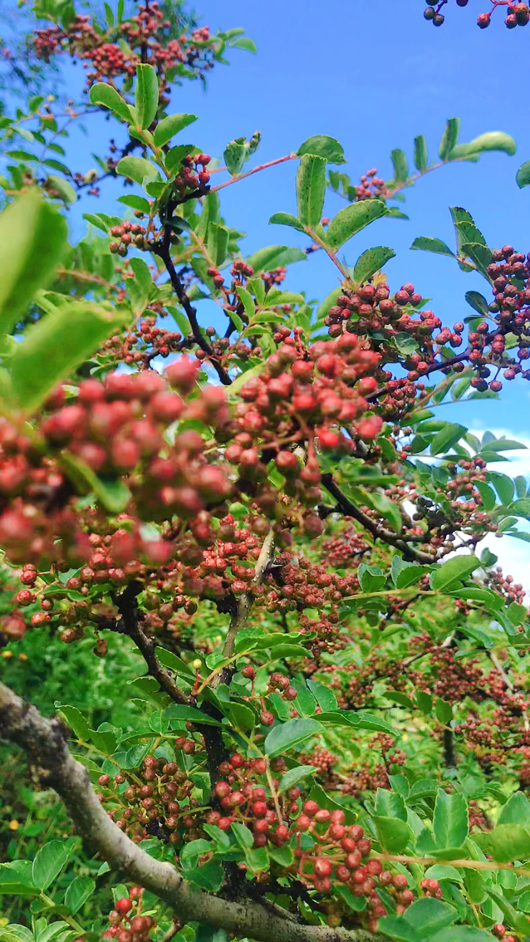 盐源花椒快成熟了