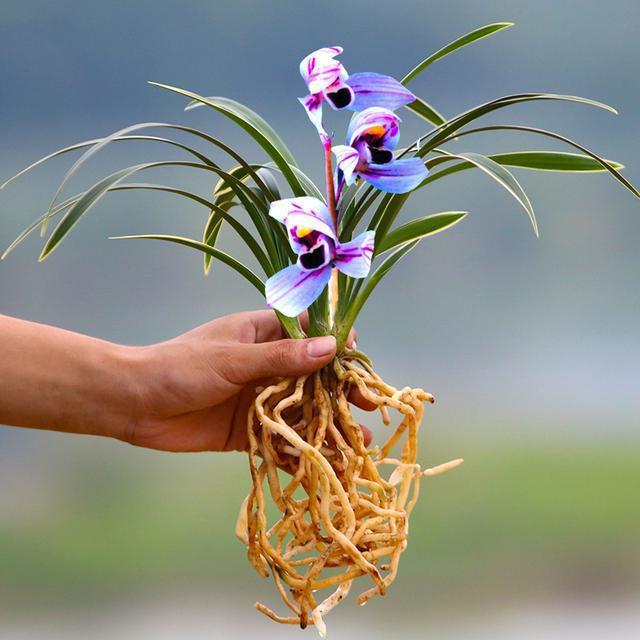 揭秘中國蘭花村:有人一夜暴富,有人傾家蕩產