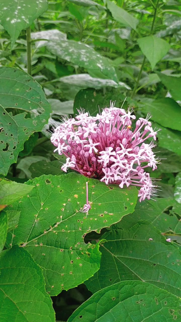 臭牡丹这种植物在我们农村67野外常见味道虽臭但花很美
