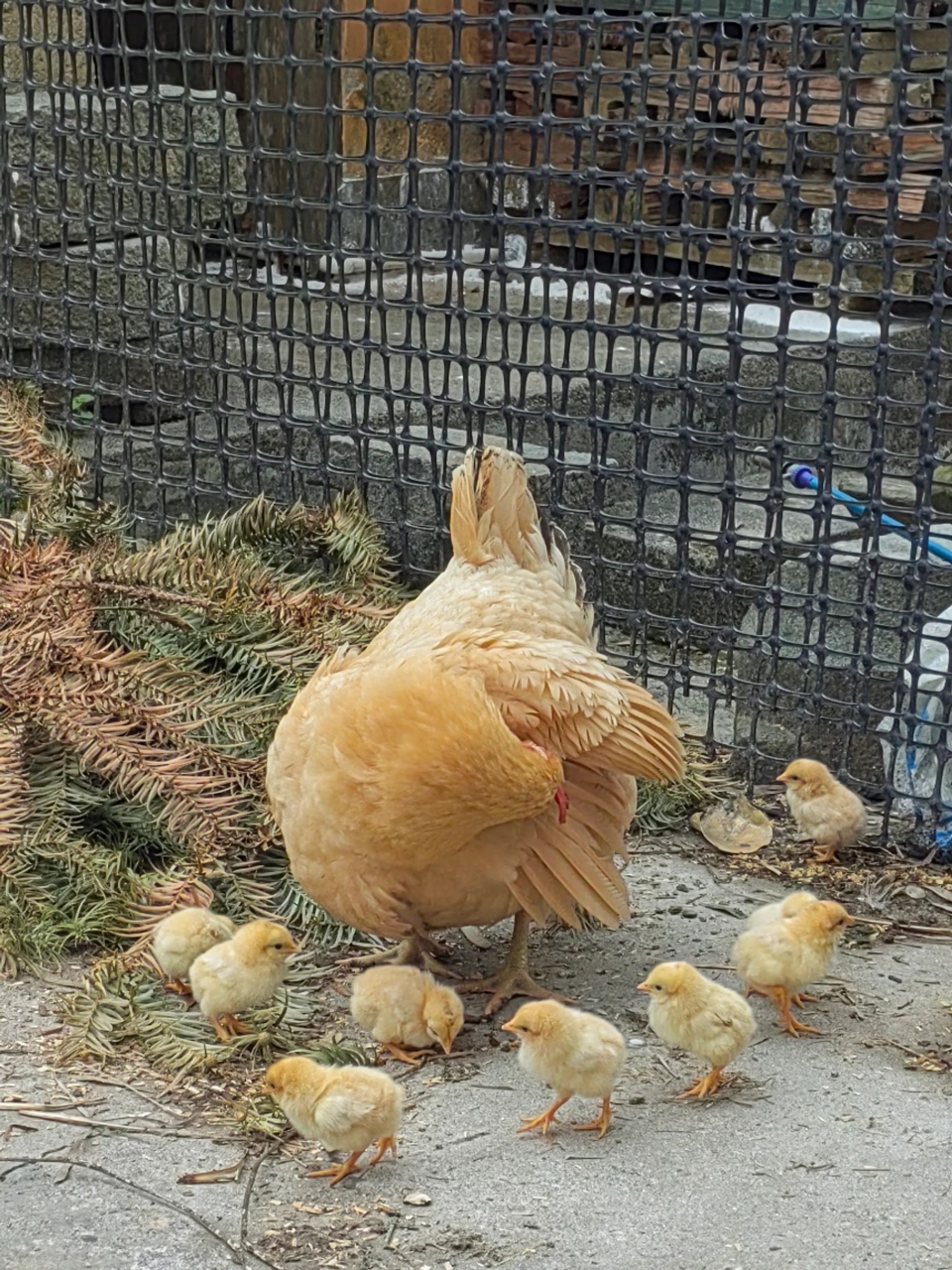 小的时候最喜欢看老母鸡抱小鸡了,特别有趣,特别可爱