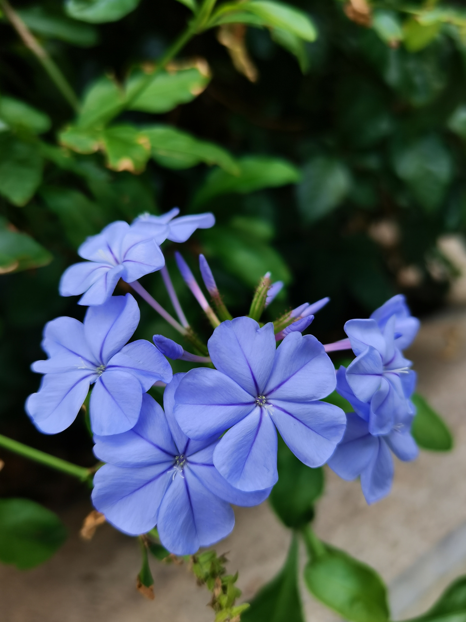 常绿亚灌木蓝花丹,花期6～9月,12月～次年4月,花为穗状总状花序.