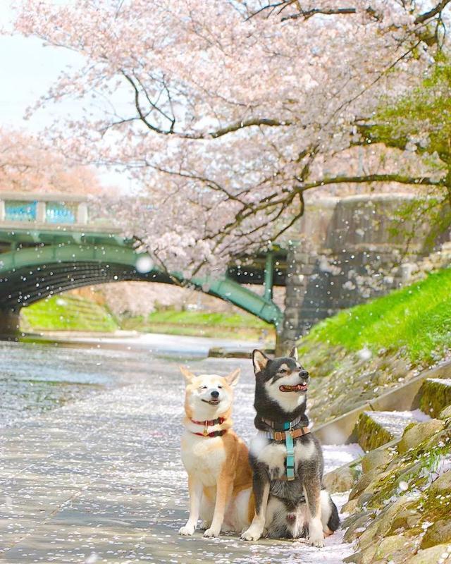 日本一年一度樱花季,一黑一黄柴犬兄妹,笑容治愈3万人
