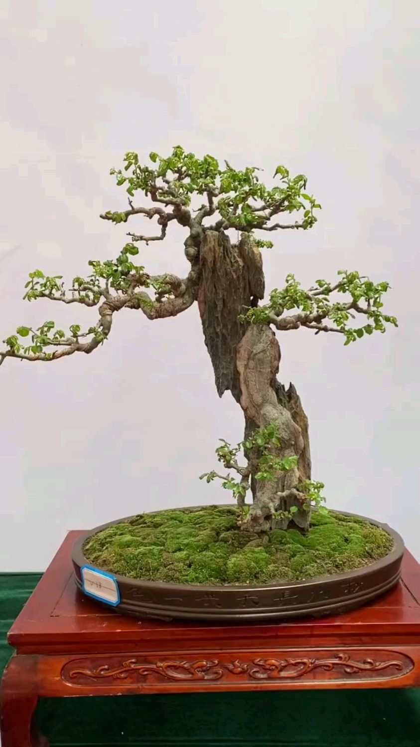 有年功的附石榆树