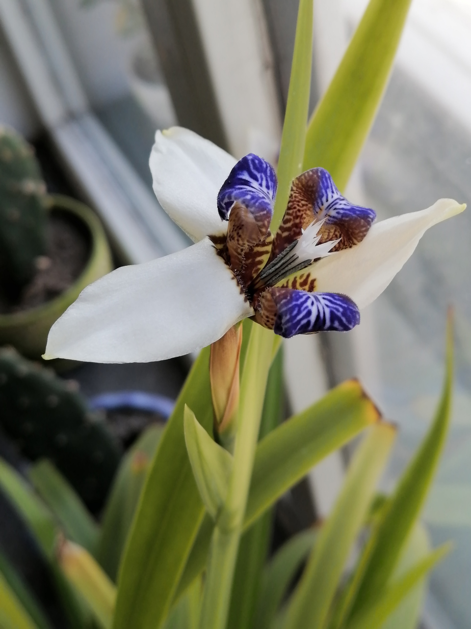 鸢尾花  鸢尾科鸢尾属的多年生草本植物,根茎粗壮;花蓝紫色,上端膨大