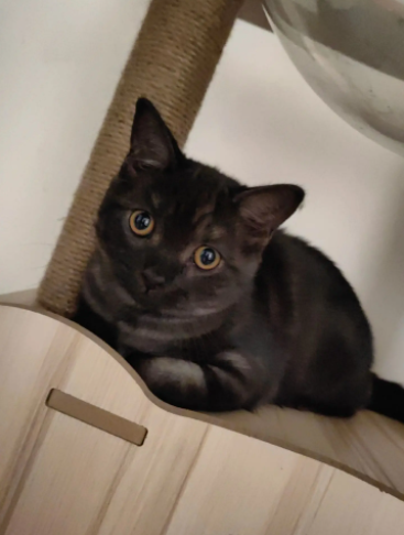 黑渐层猫是什么品种?