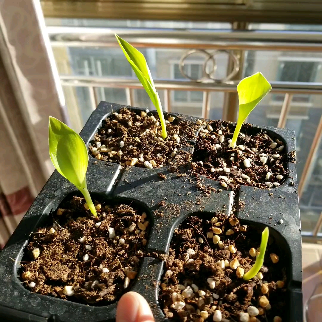 漂亮的天堂鸟花如何养?好多花友都不知道,简单方法在这里