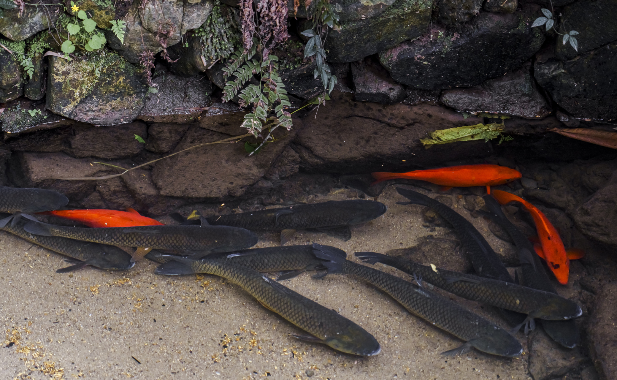 开化旅游,打卡中国清水鱼之乡【高田坑村】 这是一座隐于开化郊外的