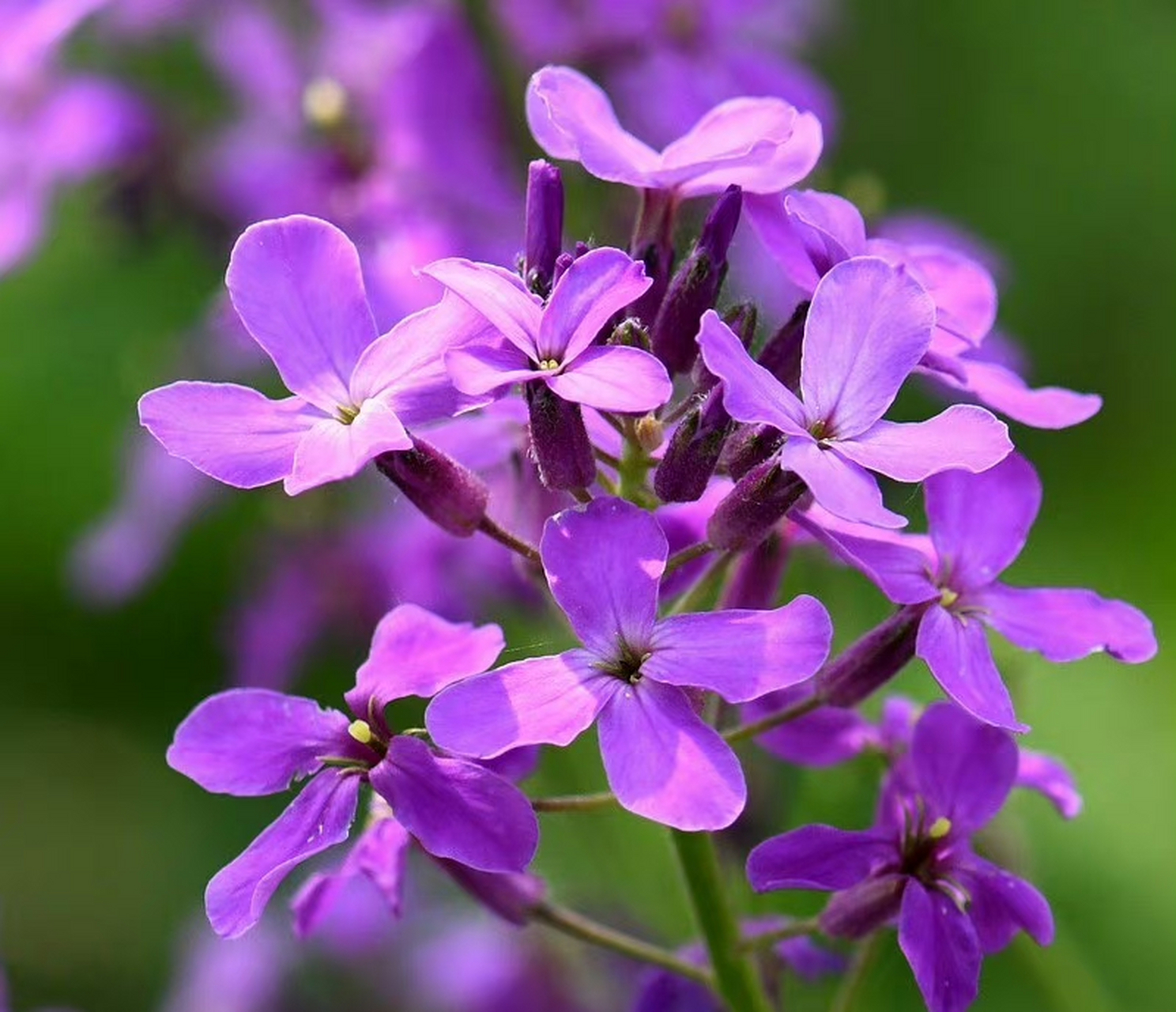 欧亚香花芥(hesperis matronalis),十字花科香花芥属.摄于山东东营.