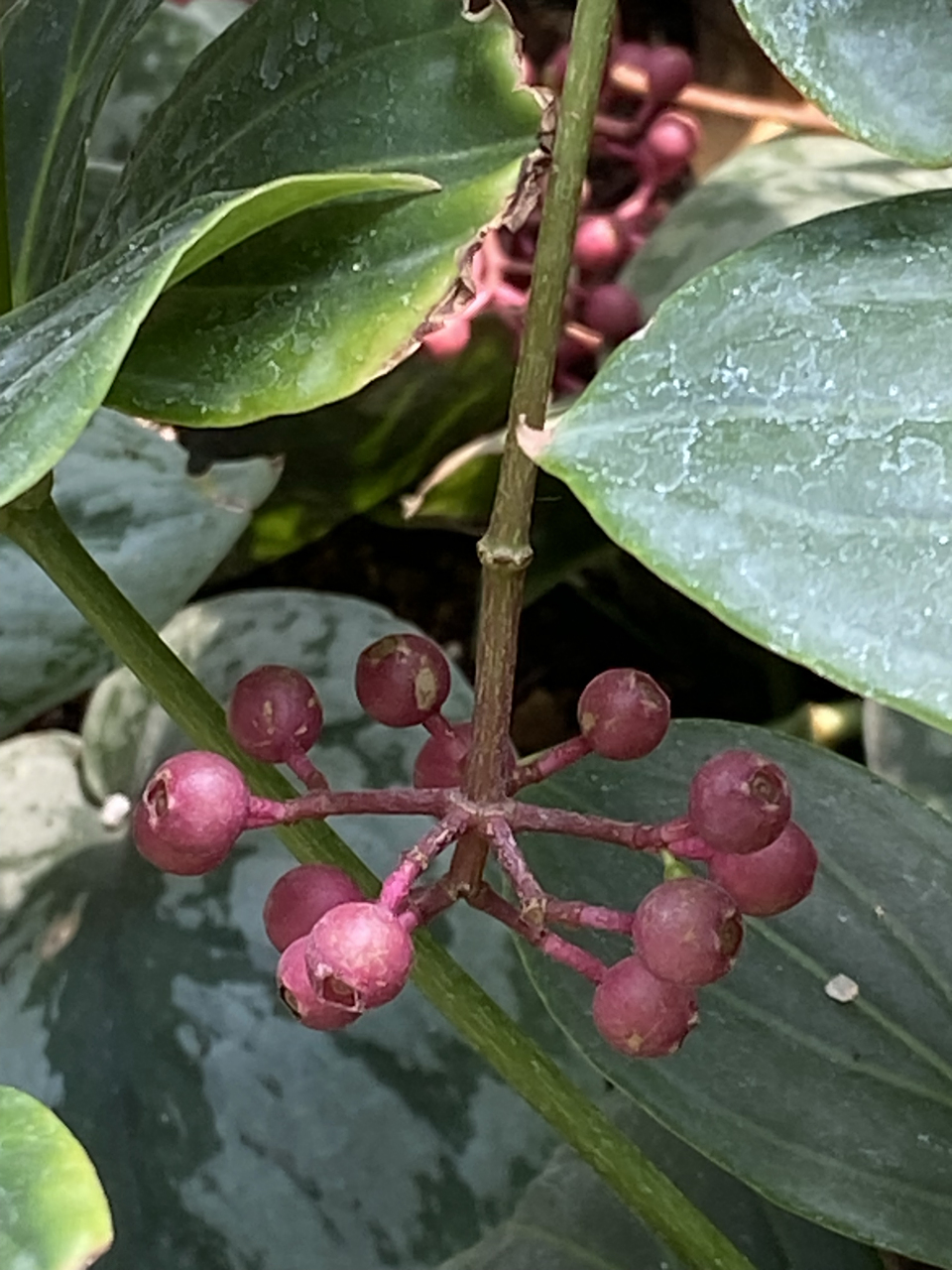 应该是紫金牛属的一种.