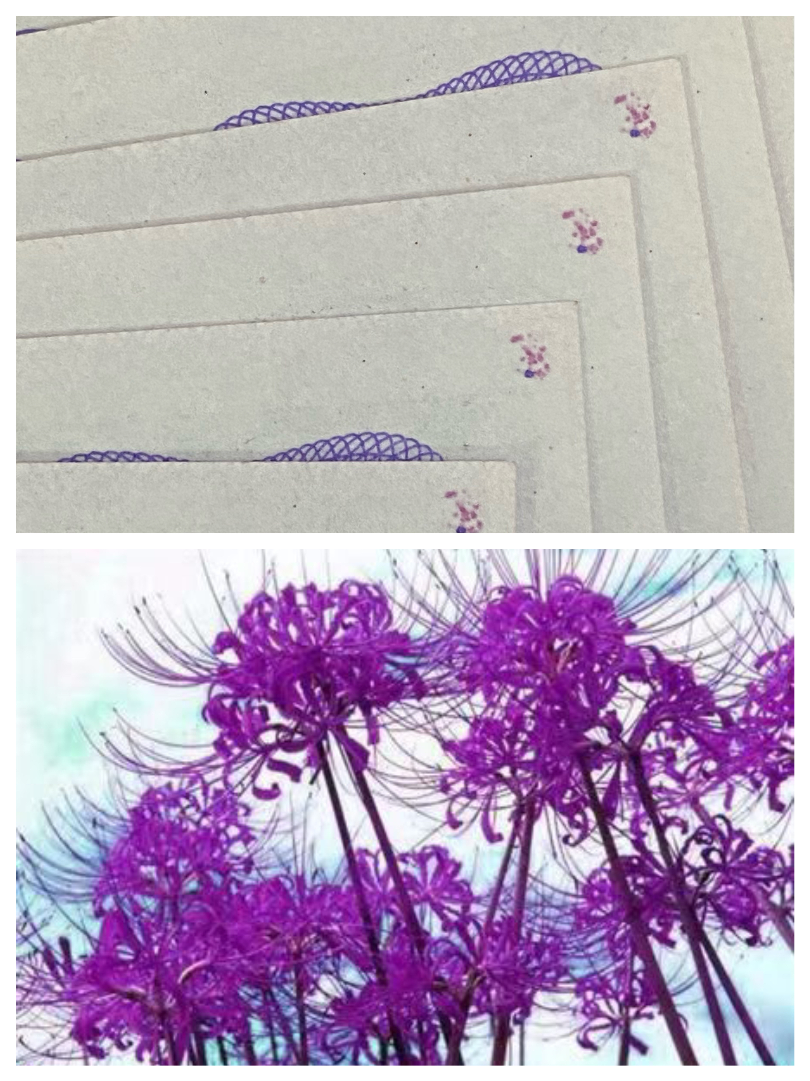 8005紫幽灵彼岸花