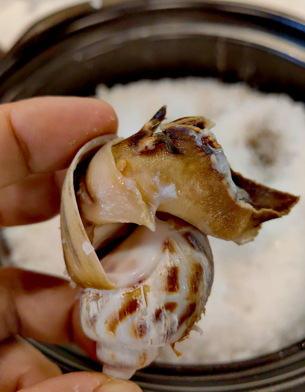 盐焗东风螺 超大号的东风螺(十头),盐焗最美味.