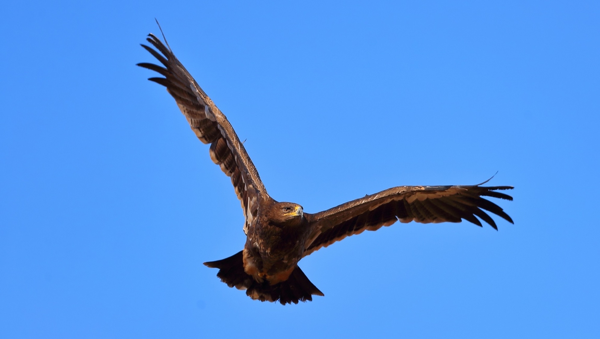 七绝.02大鹏展翅