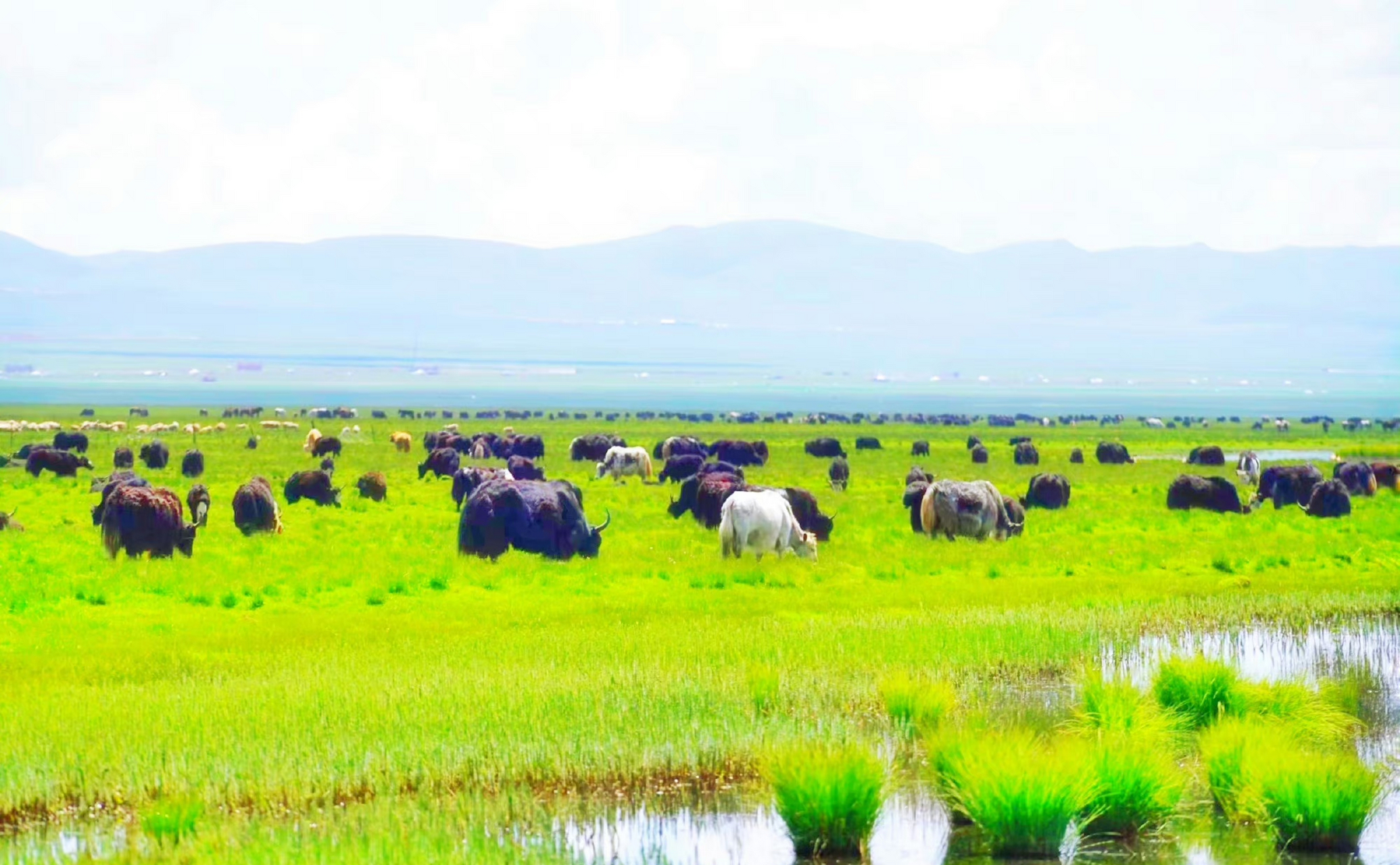 蓝天白云,绿草如茵,牛羊遍地,美丽的草原风光.