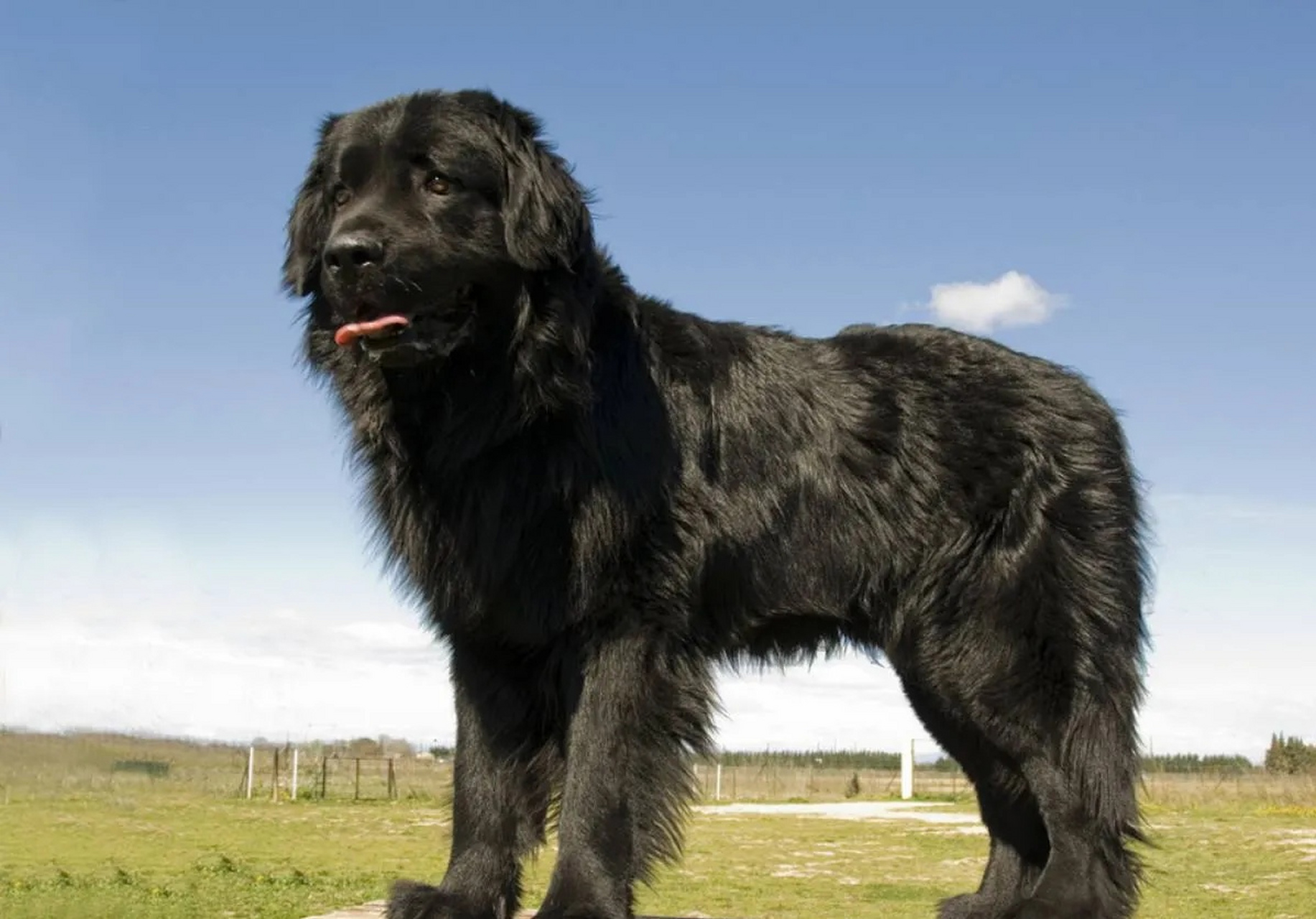 纽芬兰犬,体型庞大,性格温和