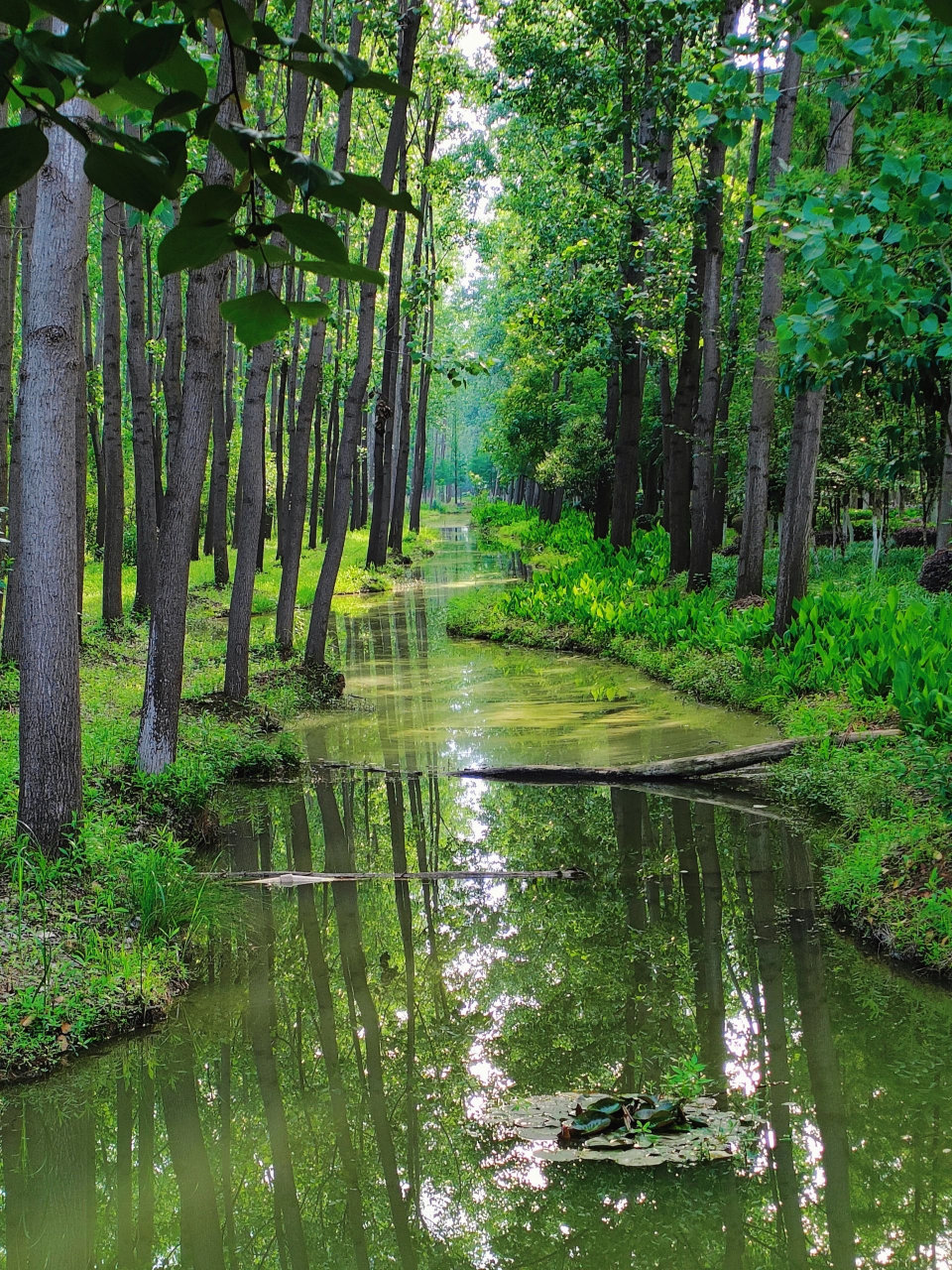 合肥巢湖国家湿地森林公园,合肥为数不多的好去处!