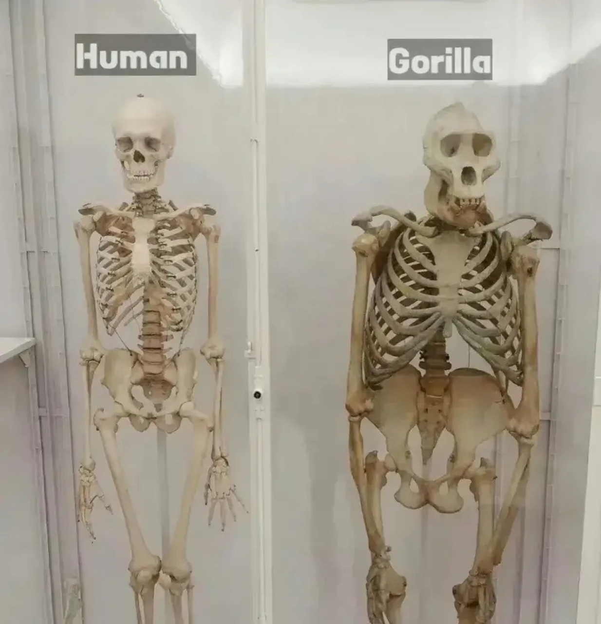 人类和大猩猩骨架区别# #我要上热门
