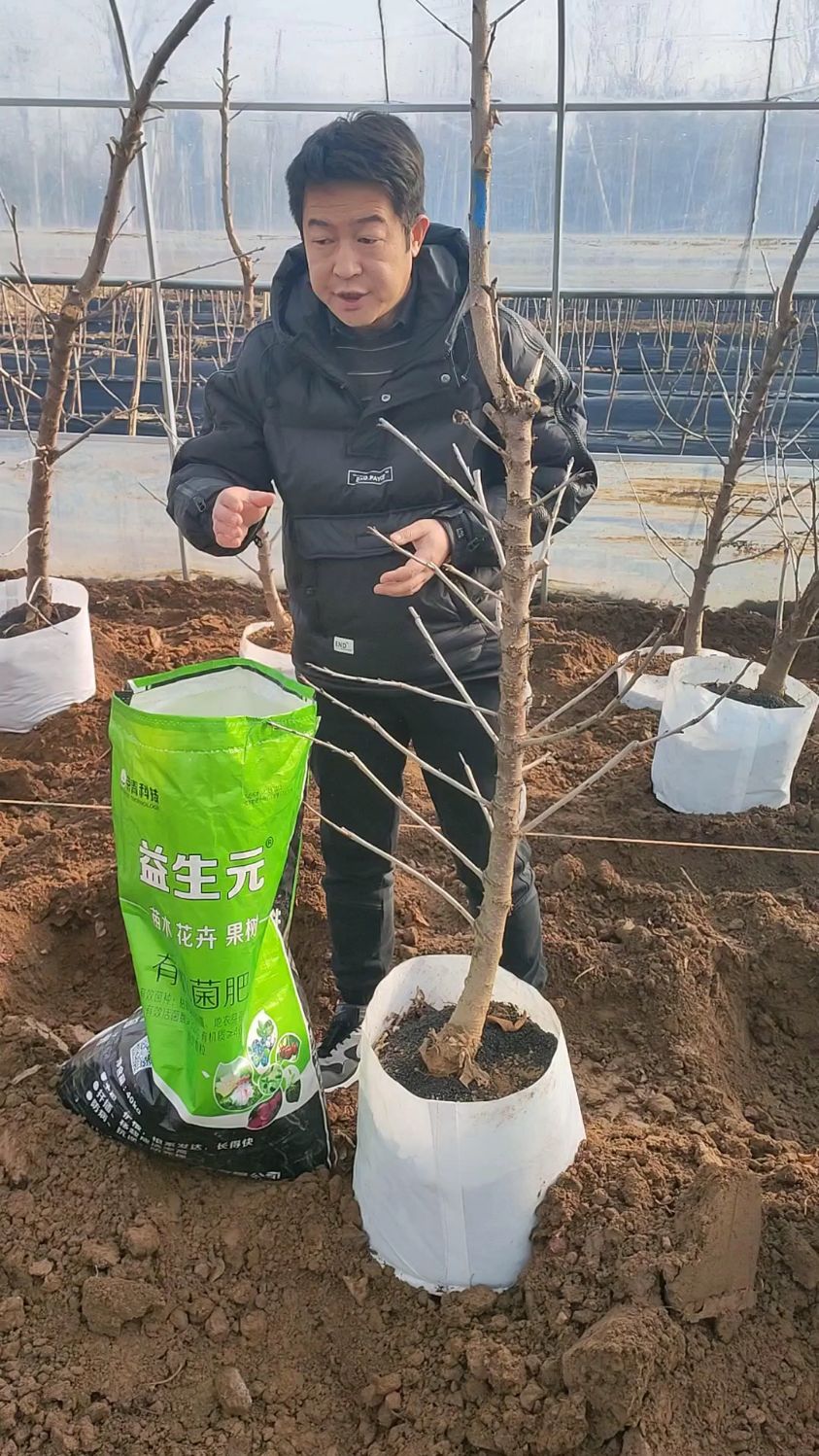用生物菌肥促进大樱桃苗限根器生长