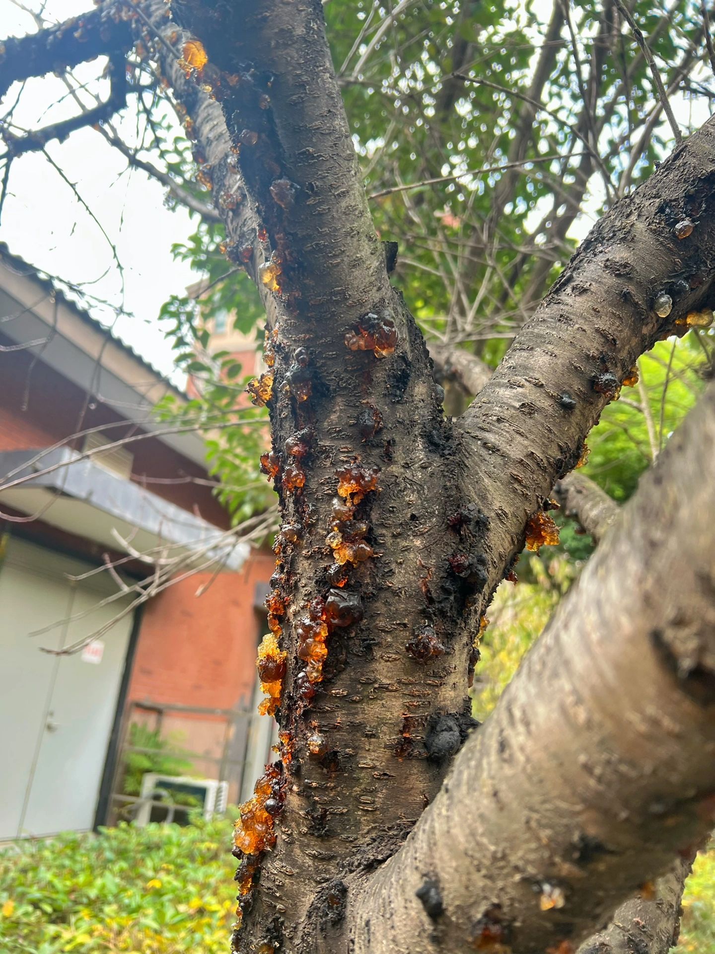 桃侵染性流胶病的症状及病原,发病规律,流胶病的防治措施!