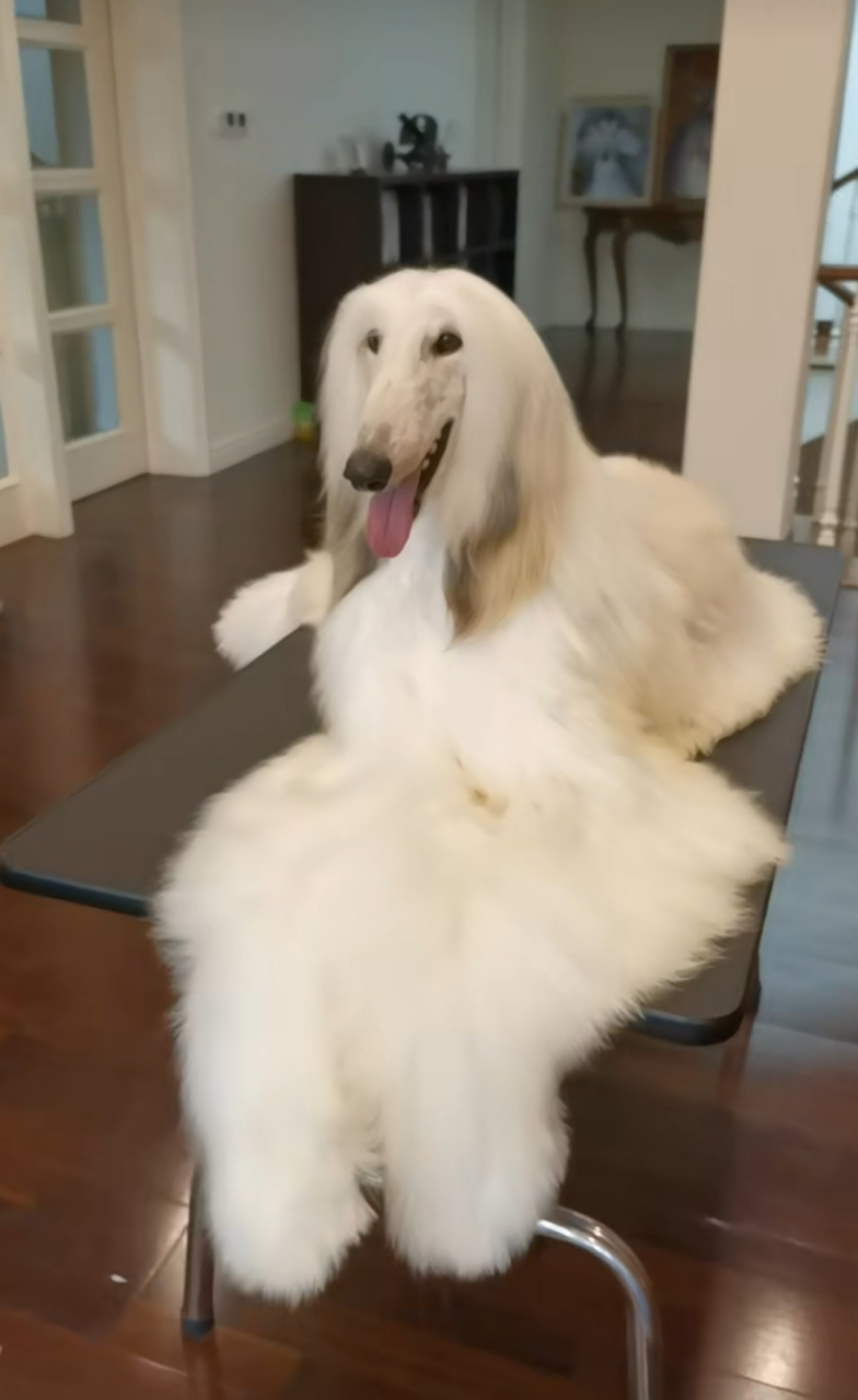 这狗长得好贵气啊,洗个澡很费事吧,一身的毛!