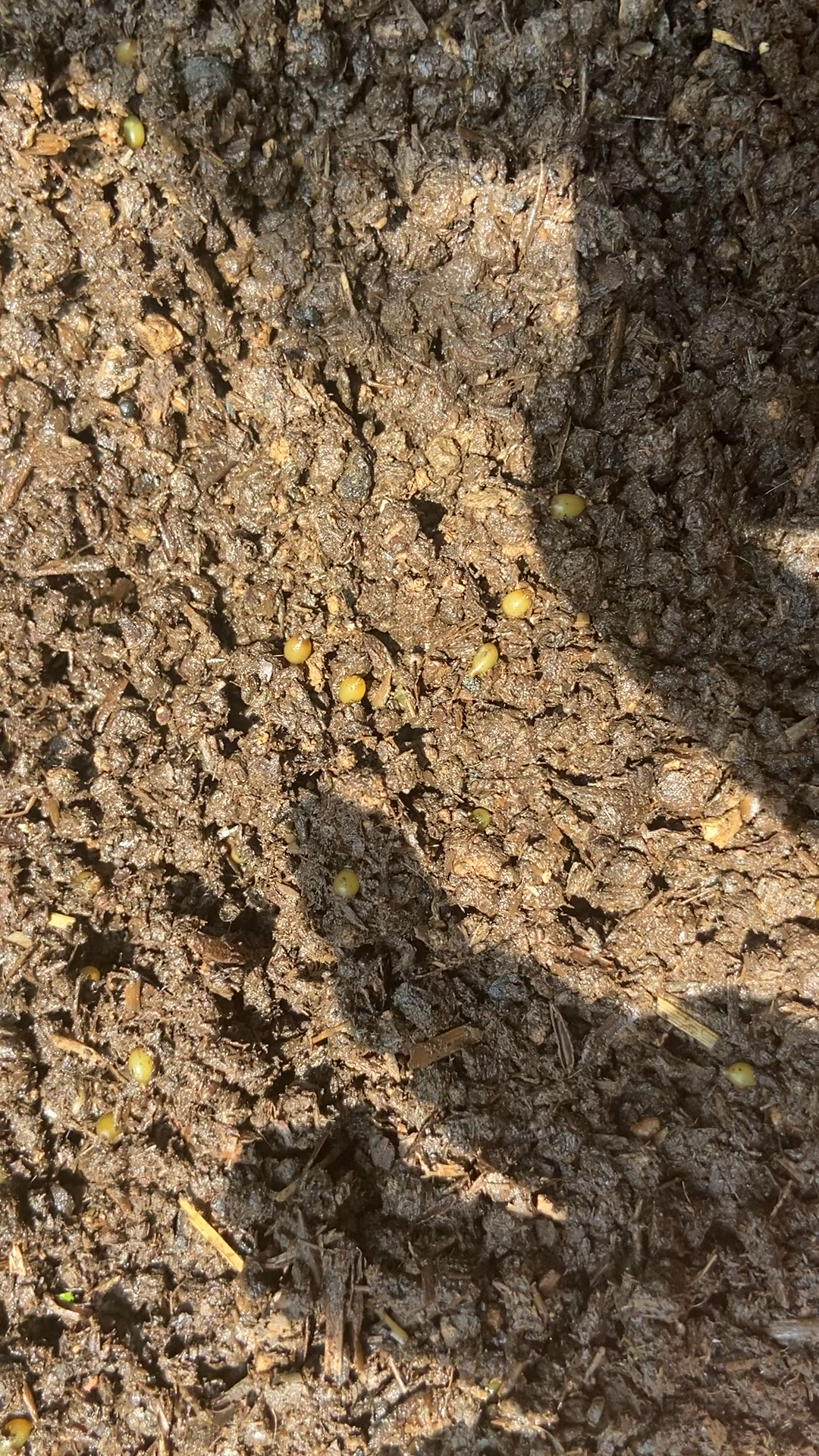 大家看下这个密密麻麻的蚯蚓蛋黄色的都是