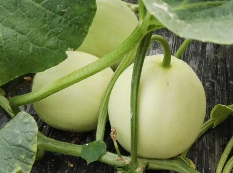 无视天气虫害,薄皮甜瓜雪奶香,不易裂瓜,产量高!