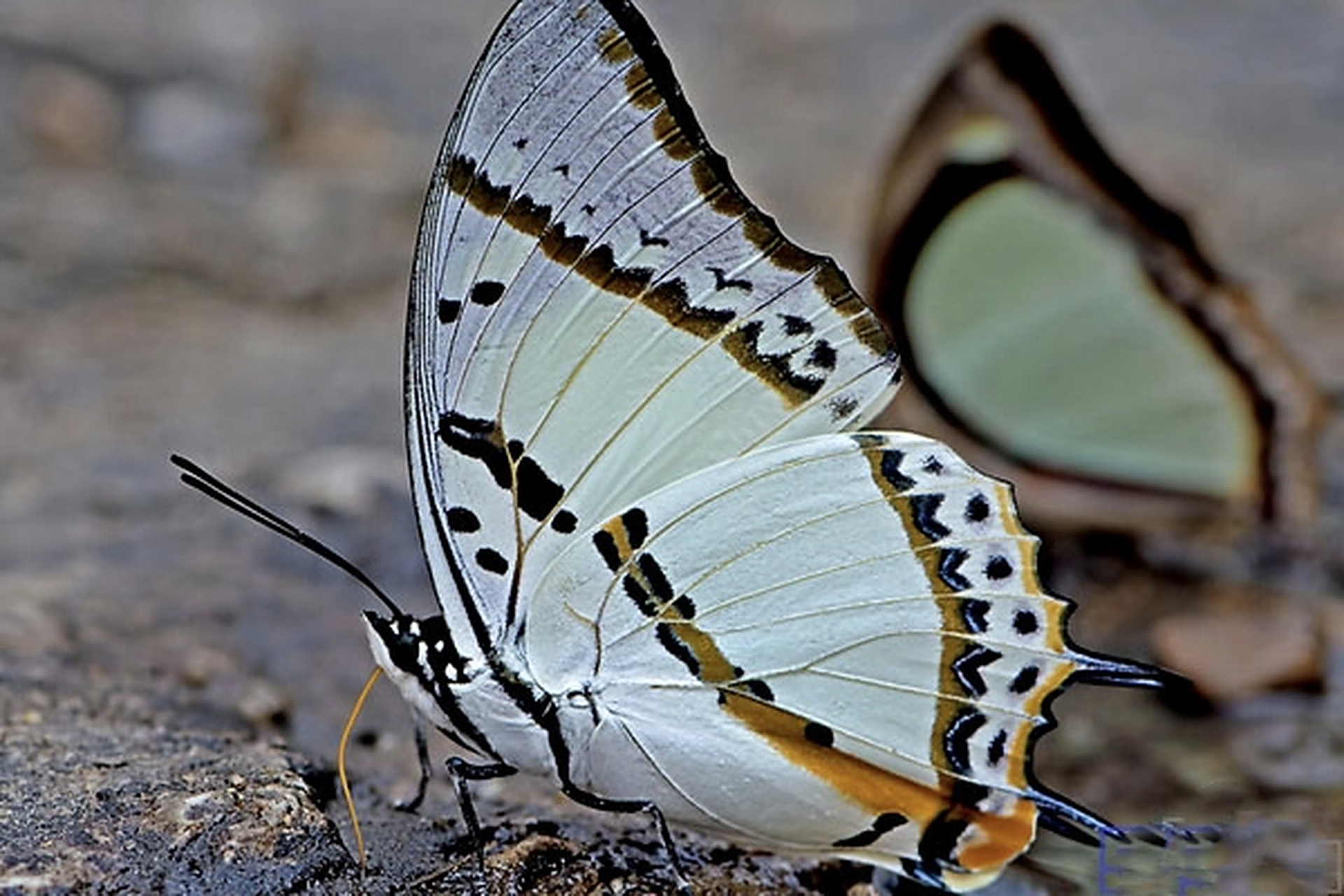 每天认识一种昆虫——忘忧尾蛱蝶 忘忧尾蛱蝶是鳞翅目,蛱蝶科昆虫,原