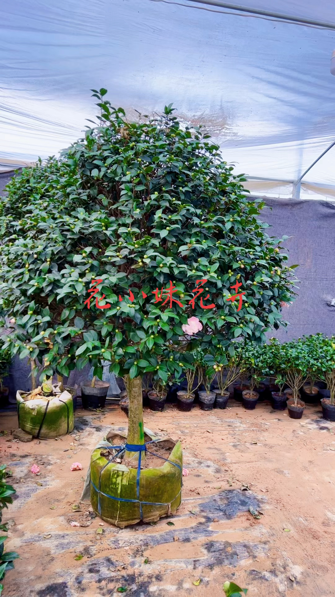 香妃茶花四季常青不落叶现在正是花期适合庭院别墅农家小院栽植