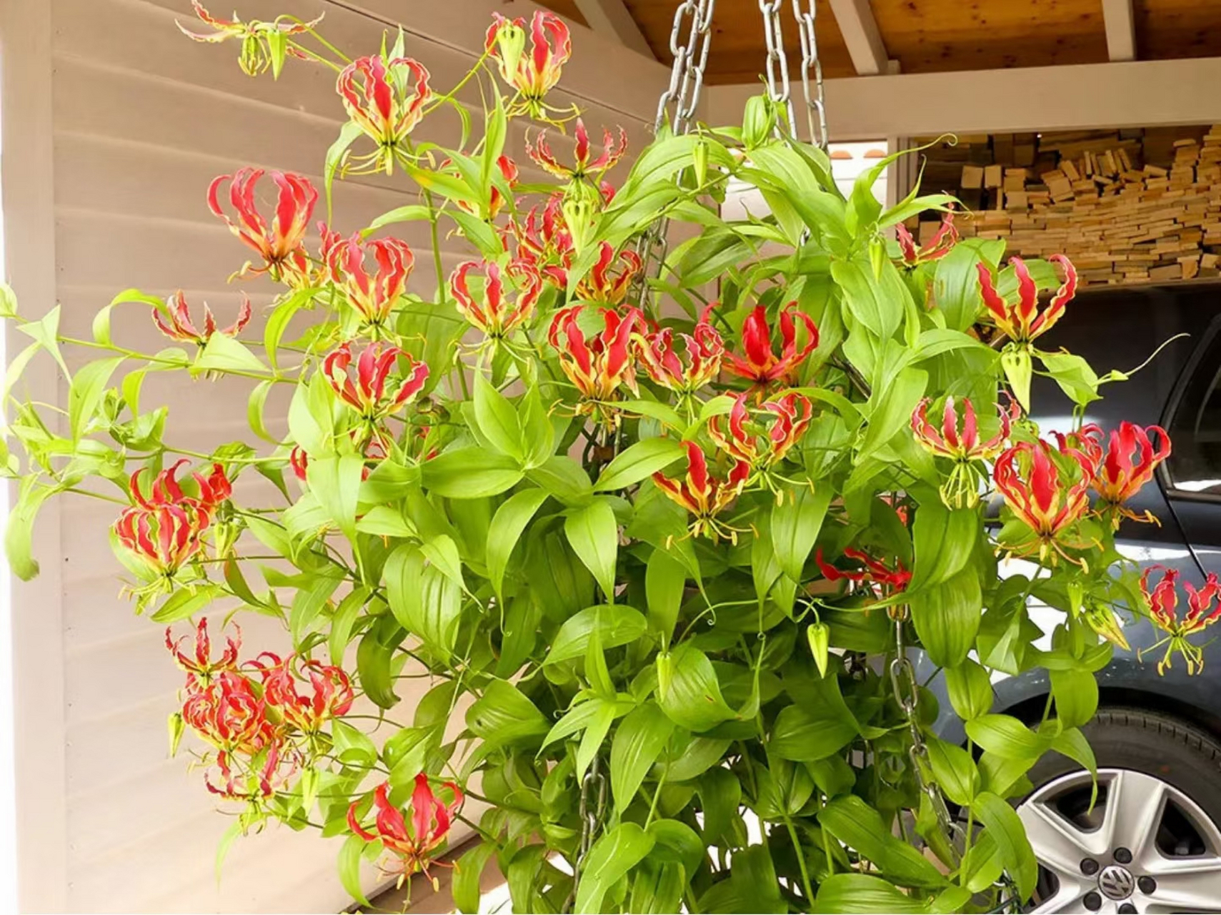 嘉兰百合,我也是新认识的,感觉像平常见的百合开反了,又像是一团小小