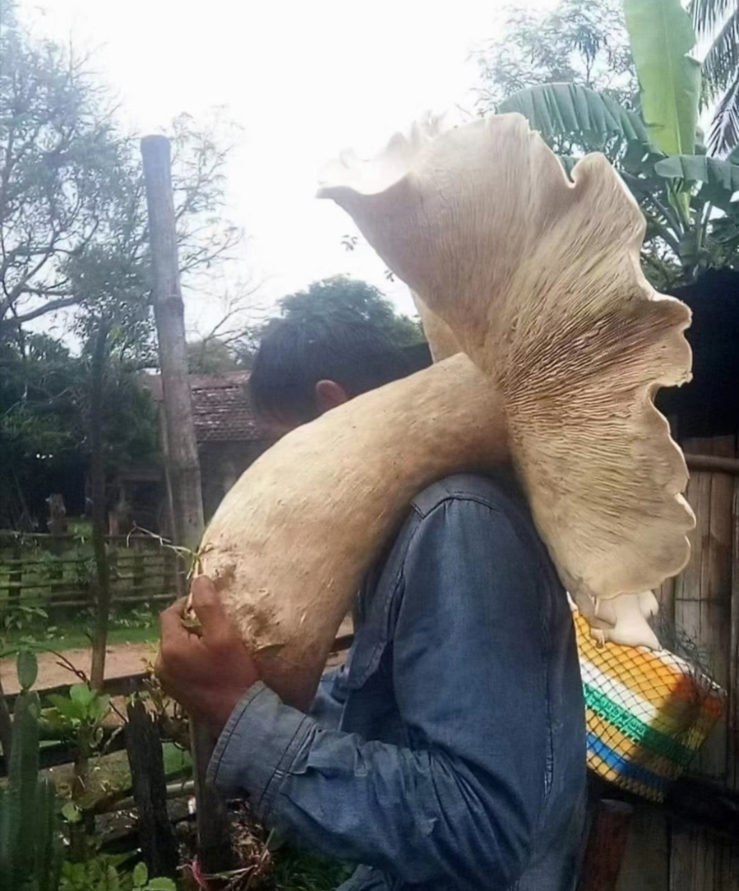 今天和老公上山采蘑菇,第一次采到这么大个的鸡枞菌!