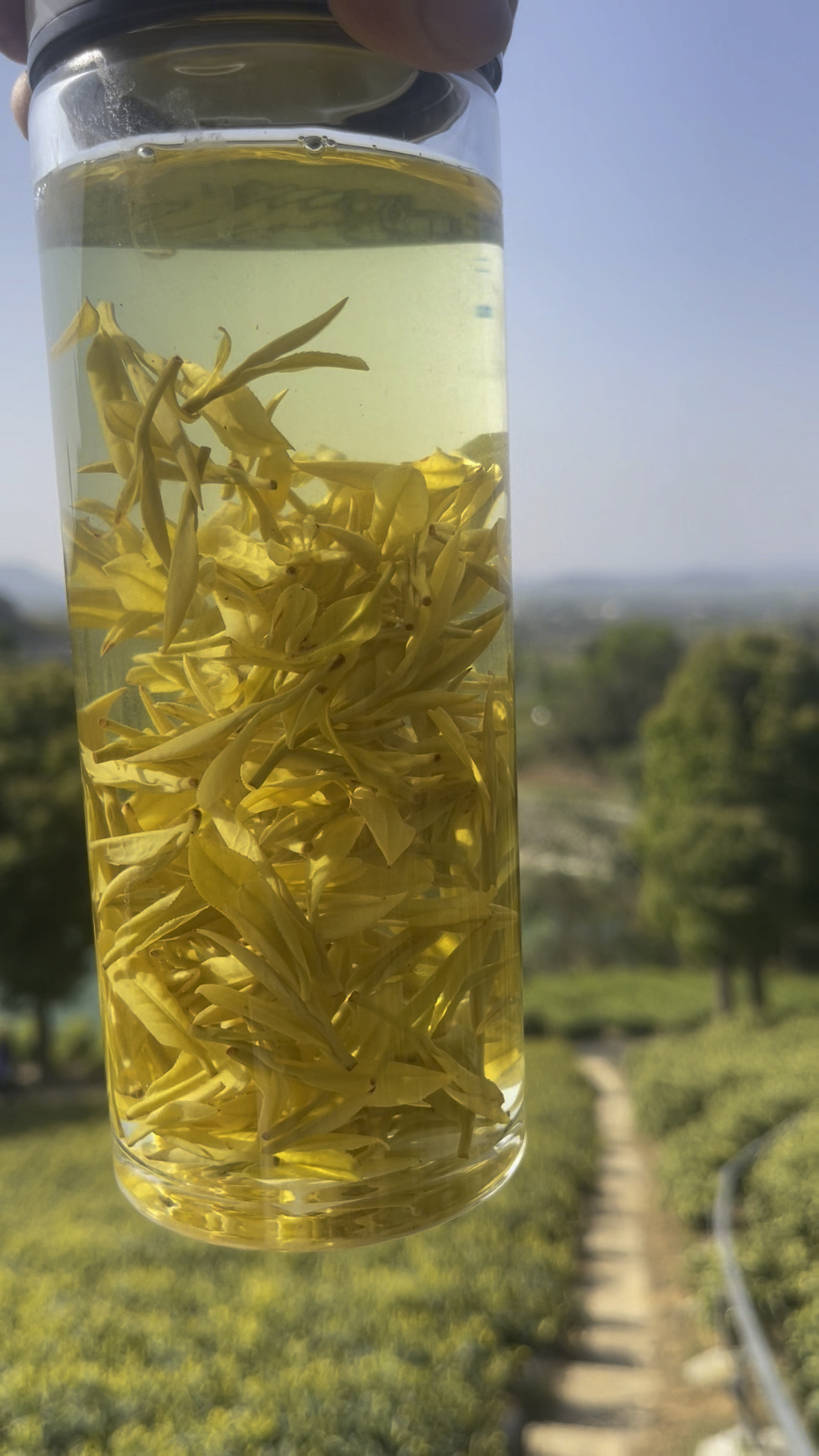 安吉白茶-黄金叶:好山好水出这杯茶中贵族