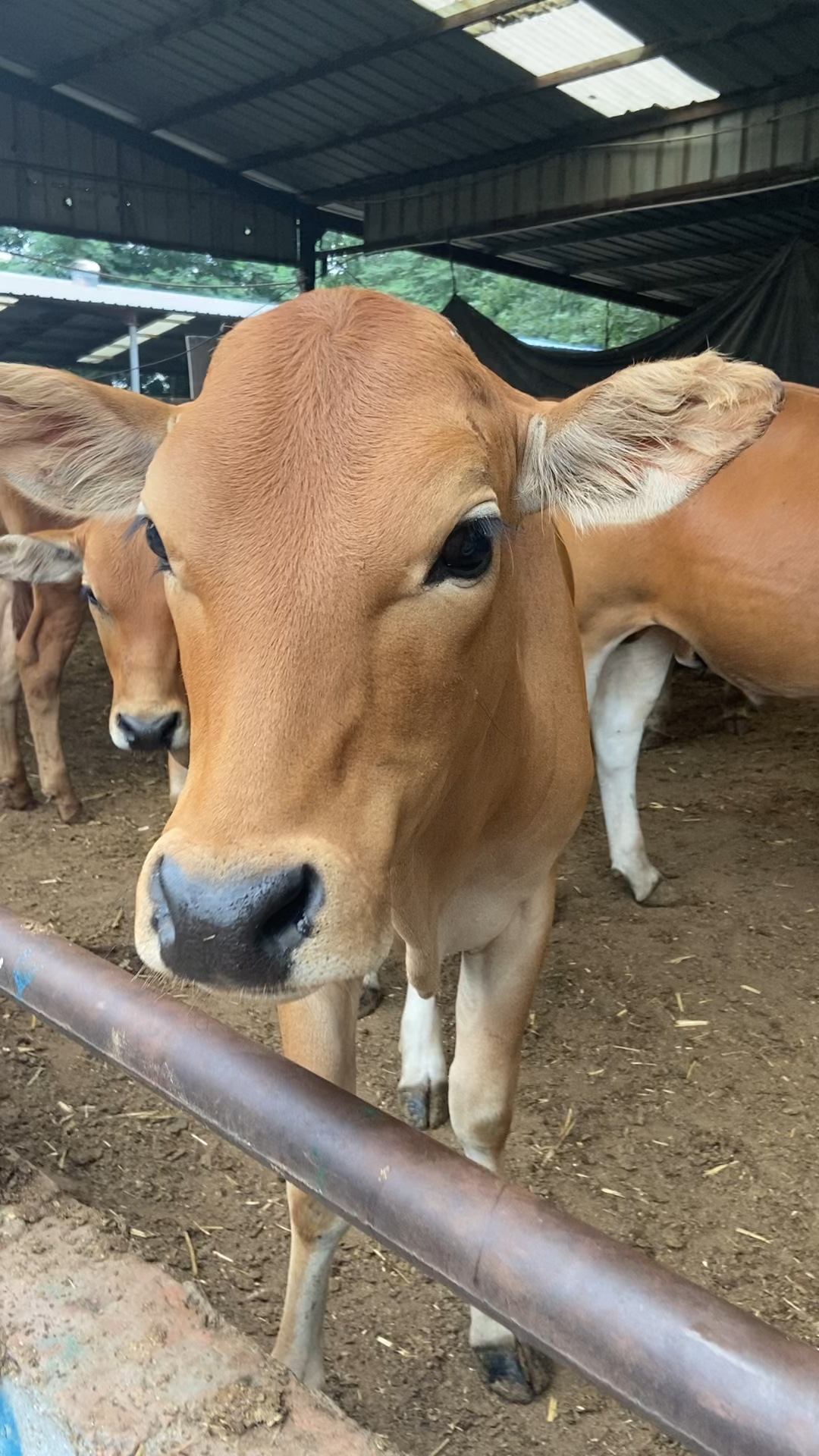 鲁西黄牛母牛犊,鲁西黄牛种公牛适合放养-度小视