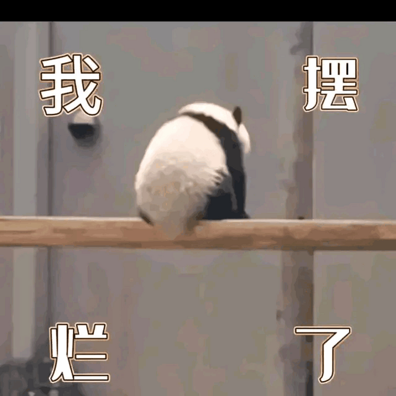 两条腿腿晃荡晃荡的好可爱啊 #熊猫# #大熊猫的可爱日常# #大熊猫