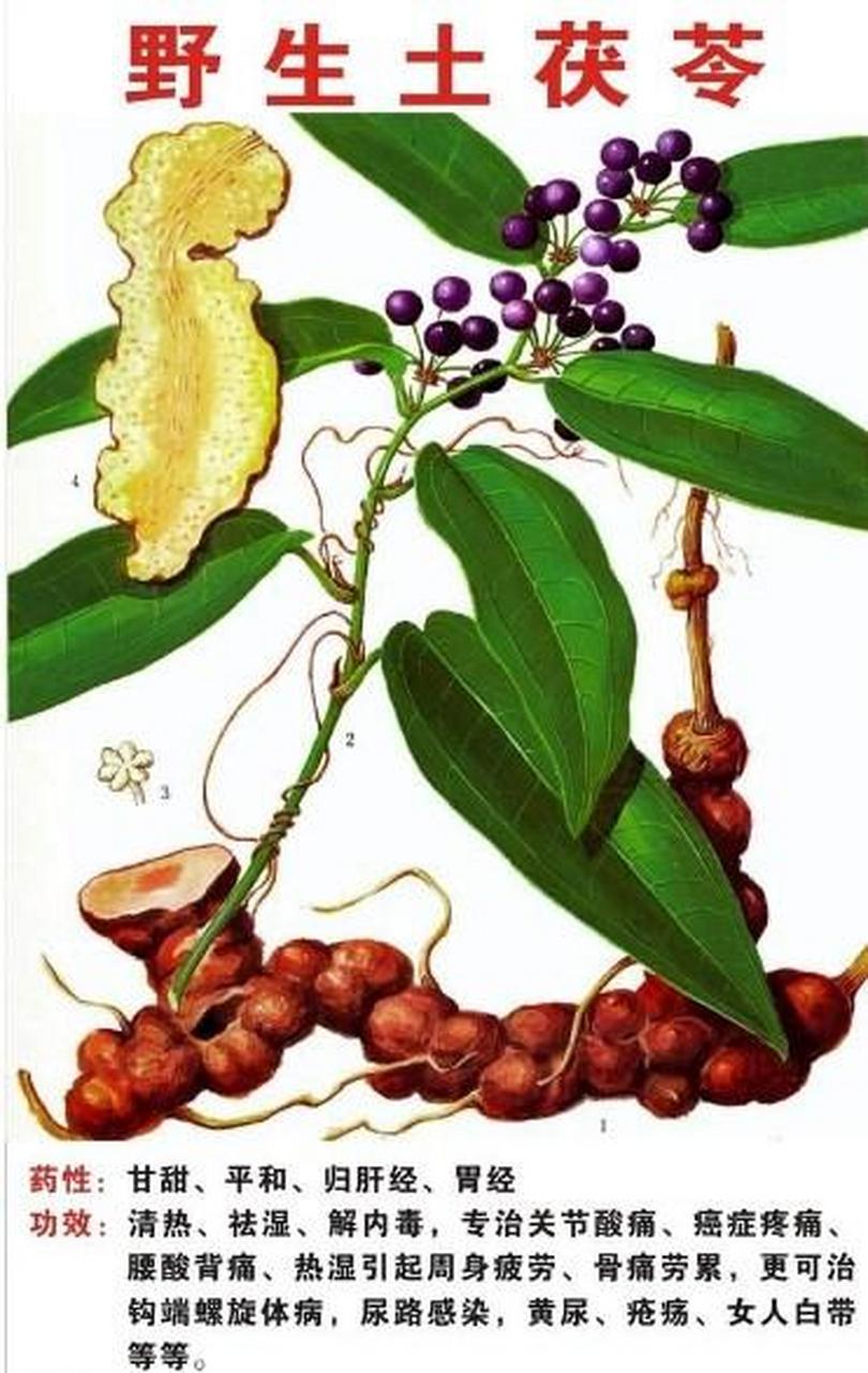 您知道茯苓的功效吗?