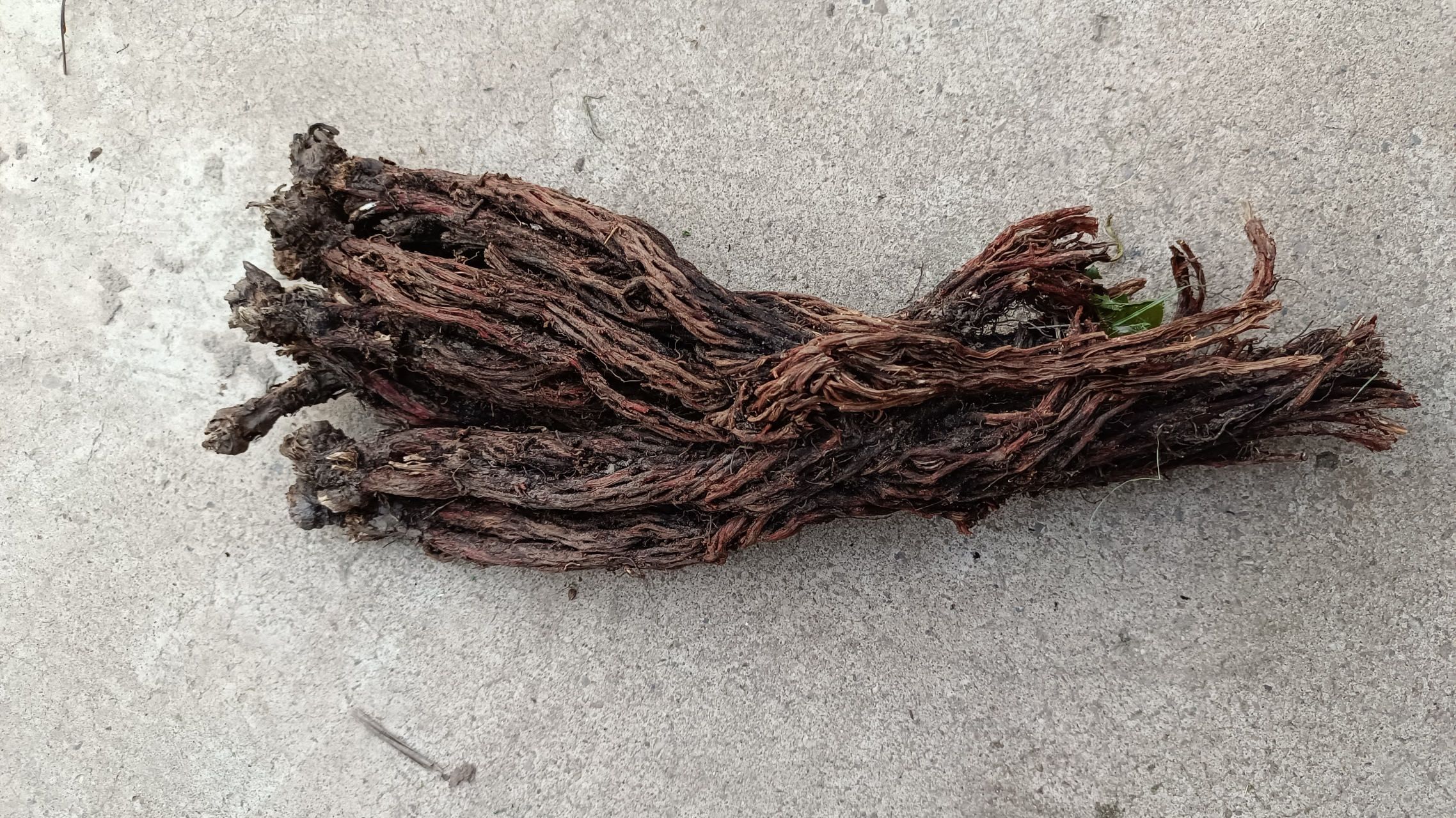 野生藏丹参,#滋补养生# #健康# #冬虫夏草