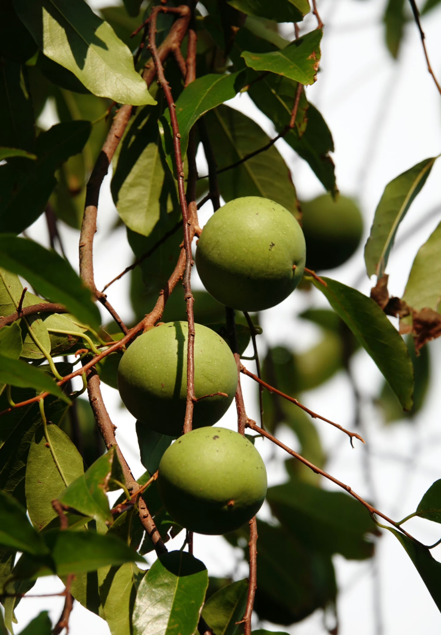 法国香杮,湛江的法国香杮是法国人从越南引种而来,故名法国香杮(原