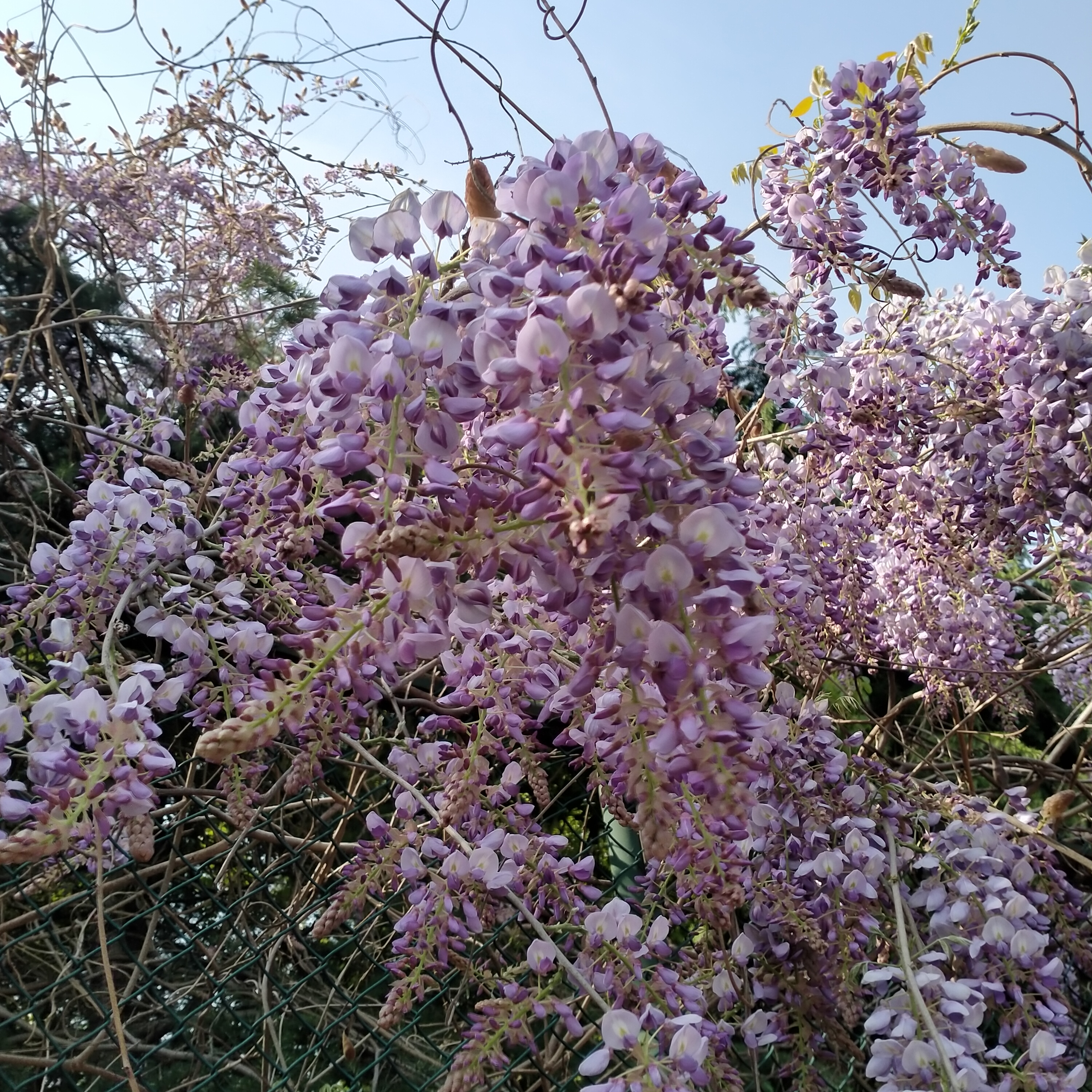 代表平安健康的花图片图片