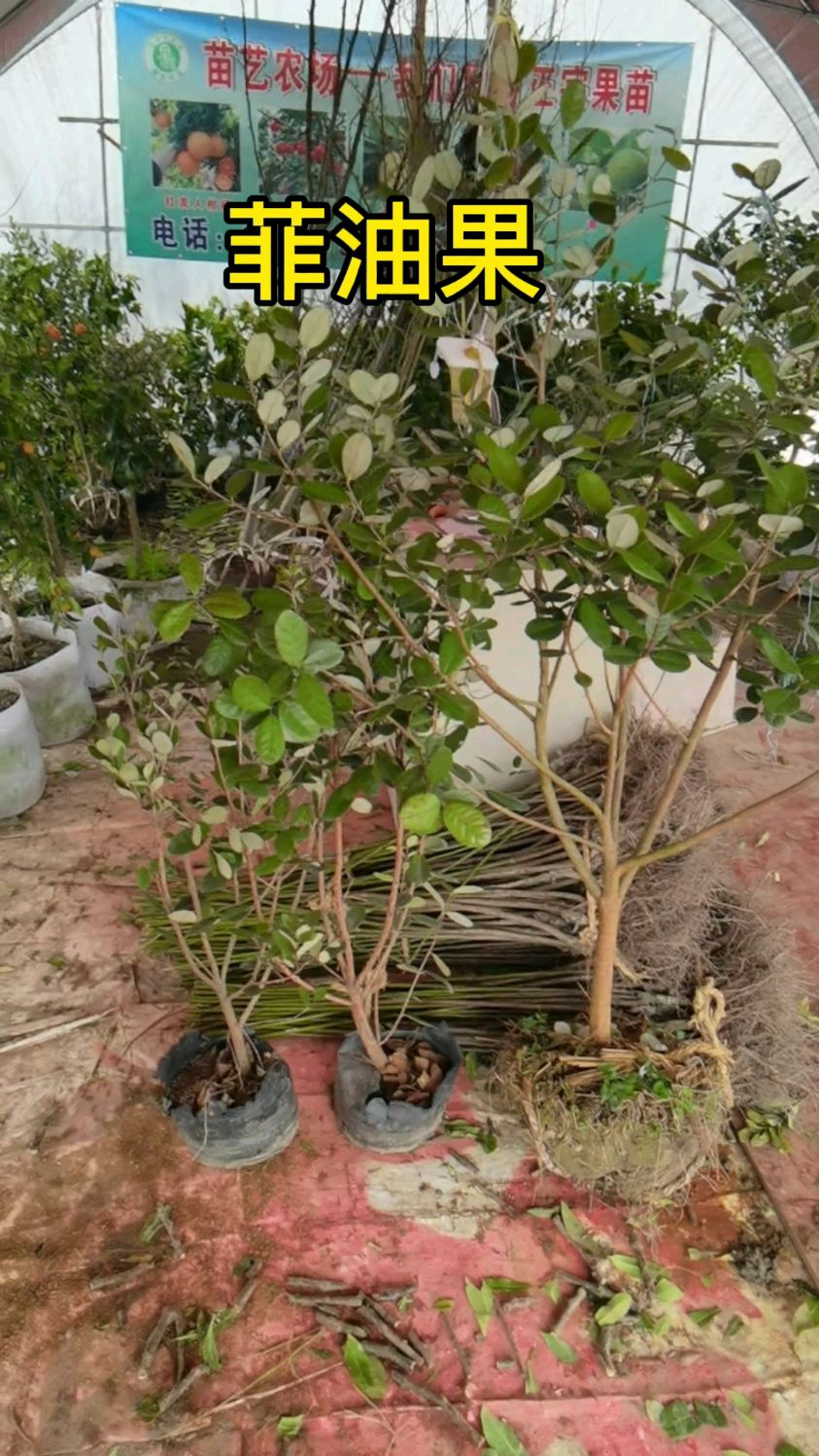 两年生和四年生的菲油果树苗庭院种植非常合适