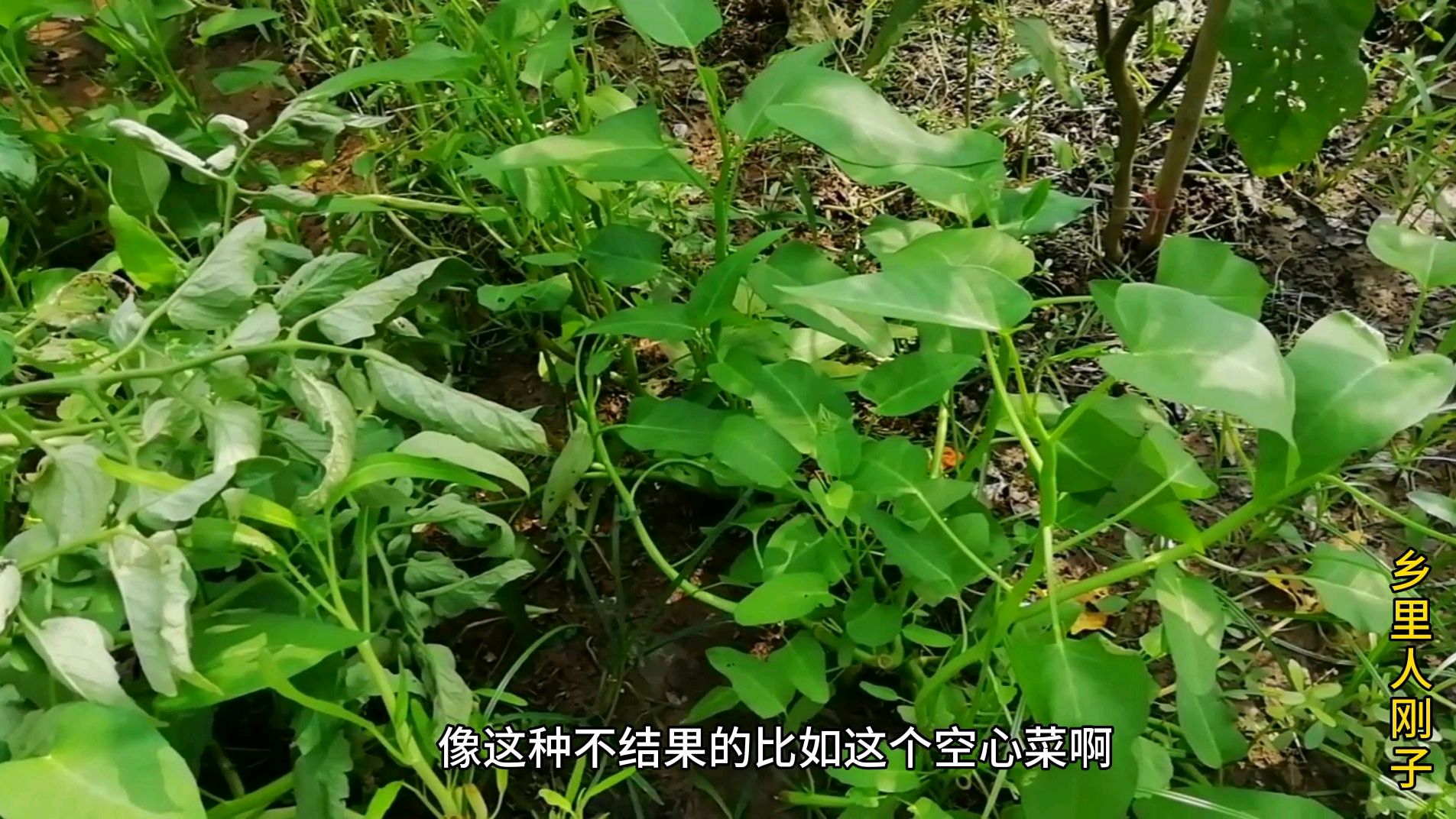 受雨水影响果蔬未成熟就己坏掉很多,产量大跌,近期价格会有浮动