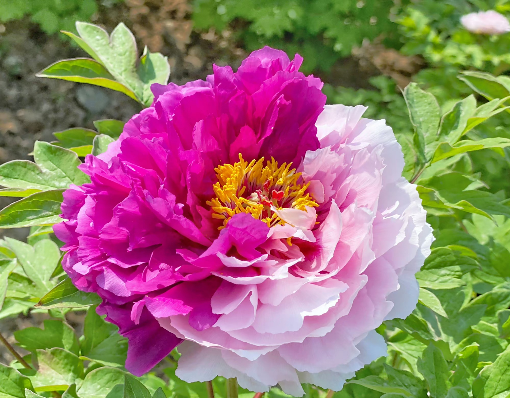 二乔牡丹花,别名洛阳锦,牡丹名品种之一.(牡丹花,摄于洛阳) 67