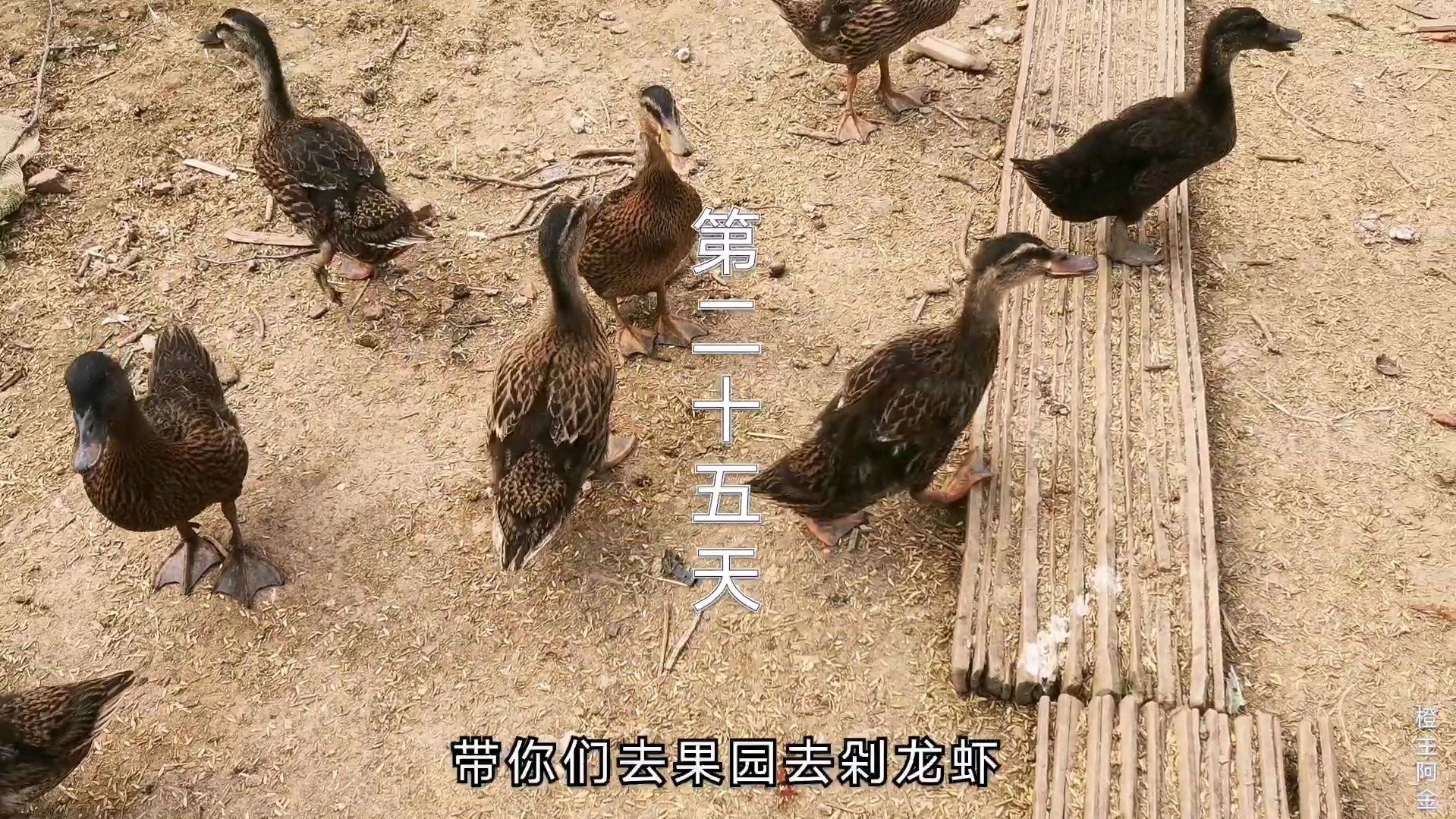 30天野鸭子翅膀就硬了,吃小龙虾福寿螺,长得真快