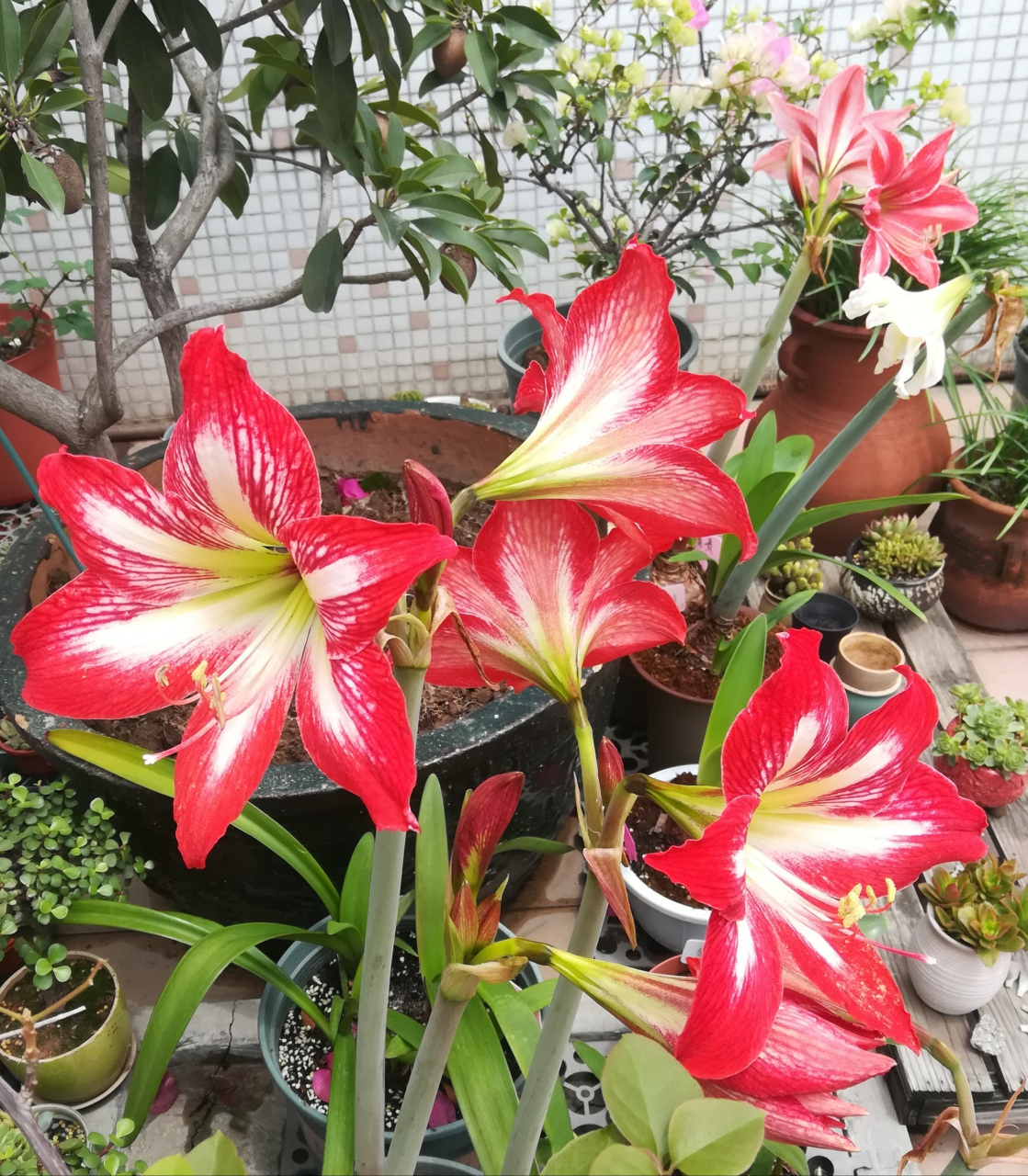 朱顶红四川女王逐渐绽放中 四川女王是土朱中非常出色的,群开一完很