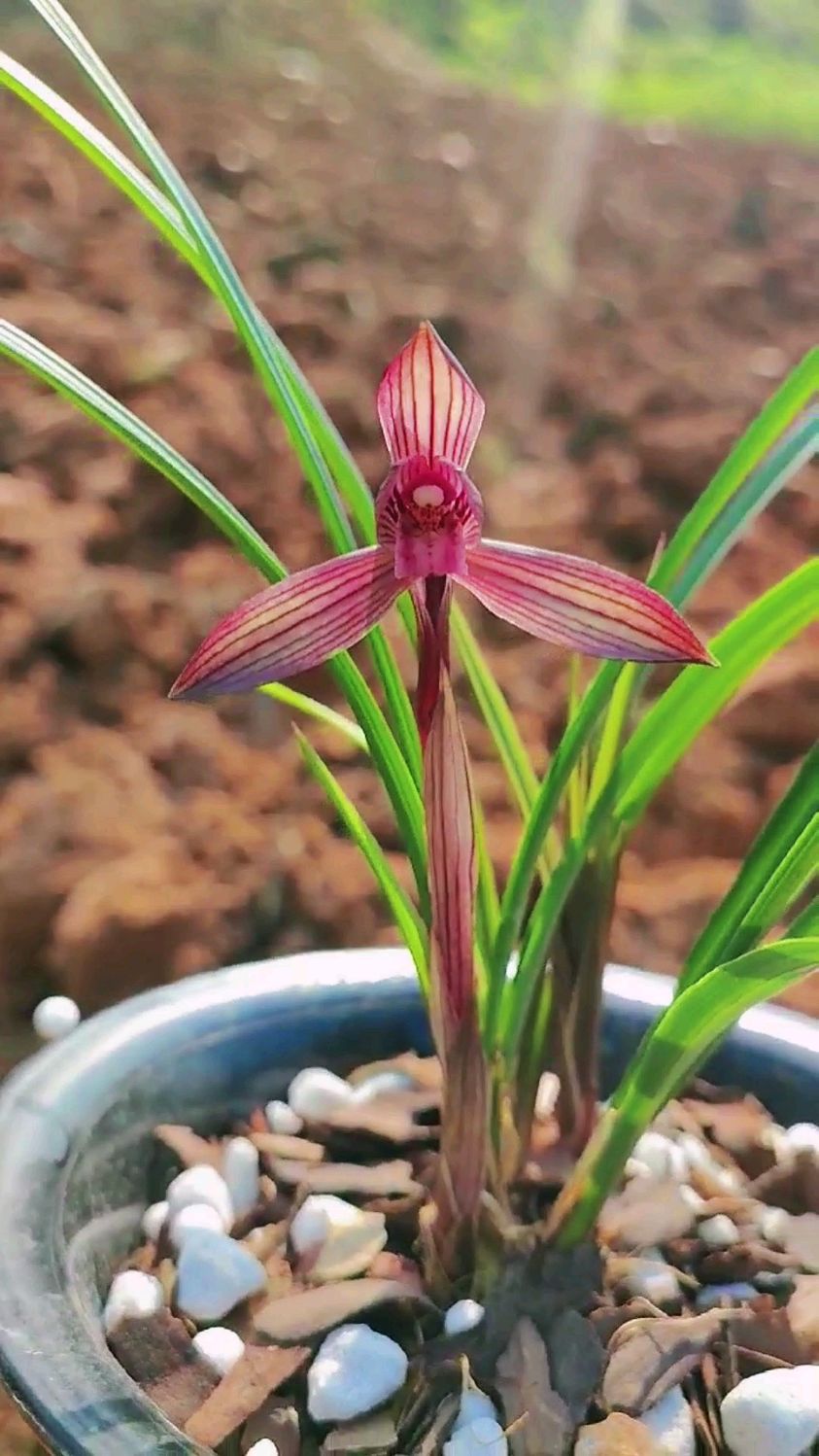 春兰红草红素刘三红